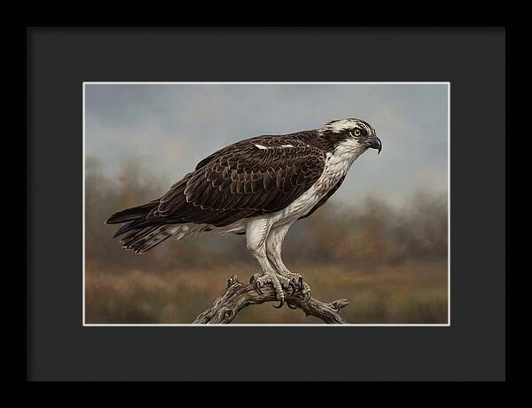 Osprey Perched In Nature