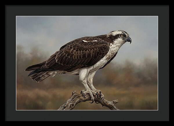 Osprey Perched In Nature
