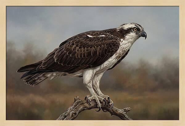 Osprey Perched In Nature