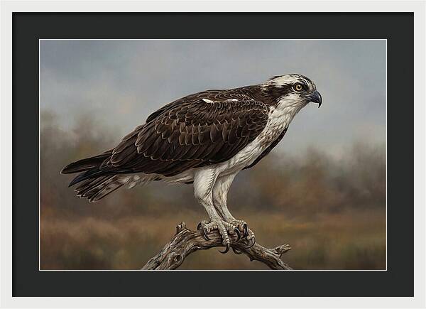 Osprey Perched In Nature