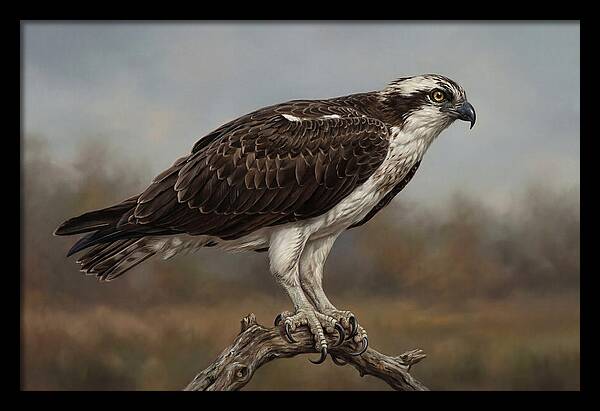 Osprey Perched In Nature