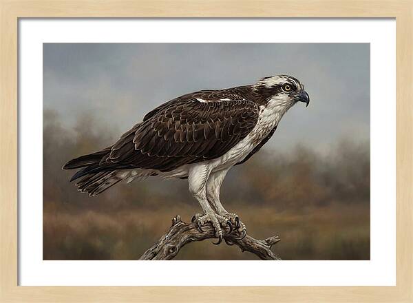 Osprey Perched In Nature