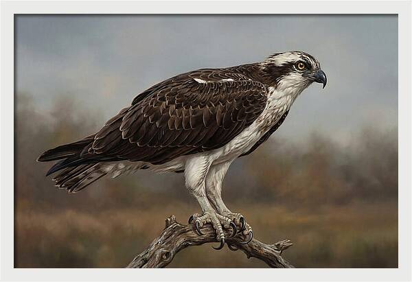 Osprey Perched In Nature