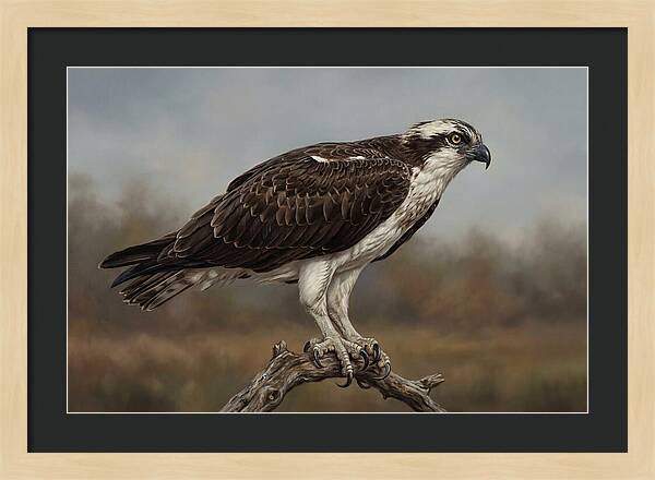 Osprey Perched In Nature