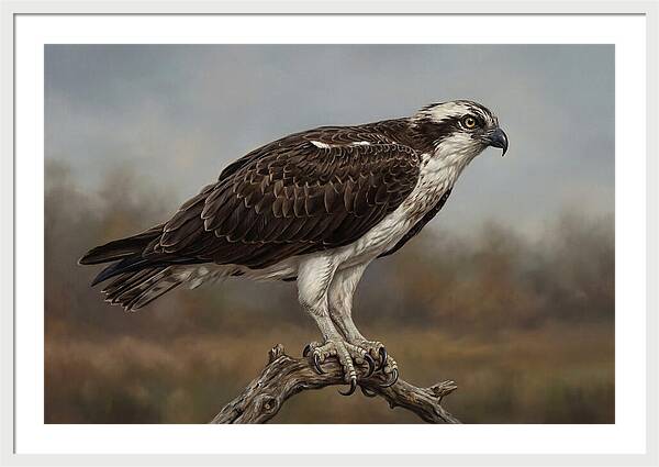 Osprey Perched In Nature