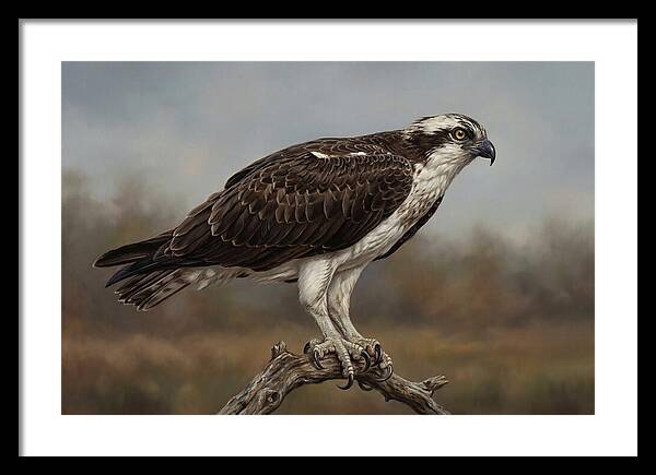 Osprey Perched In Nature