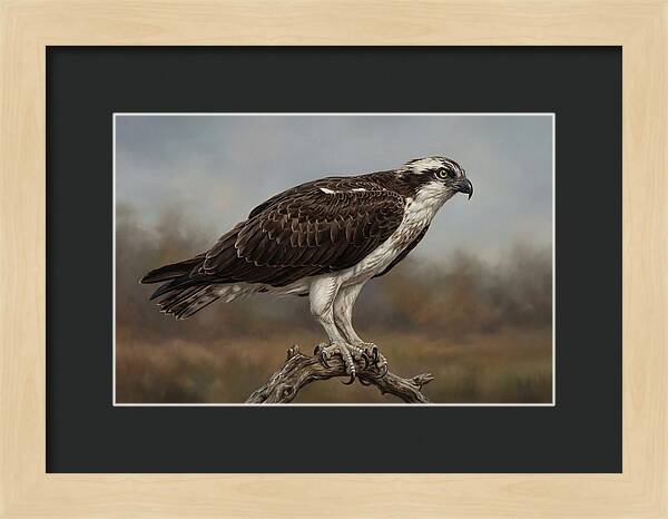 Osprey Perched In Nature
