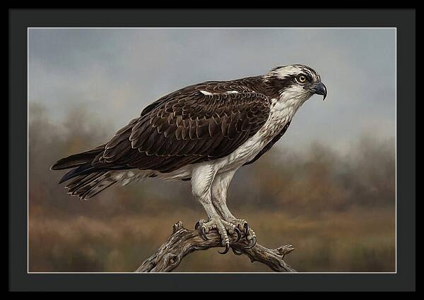 Osprey Perched In Nature
