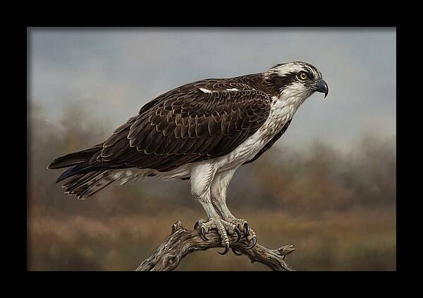 Osprey Perched In Nature