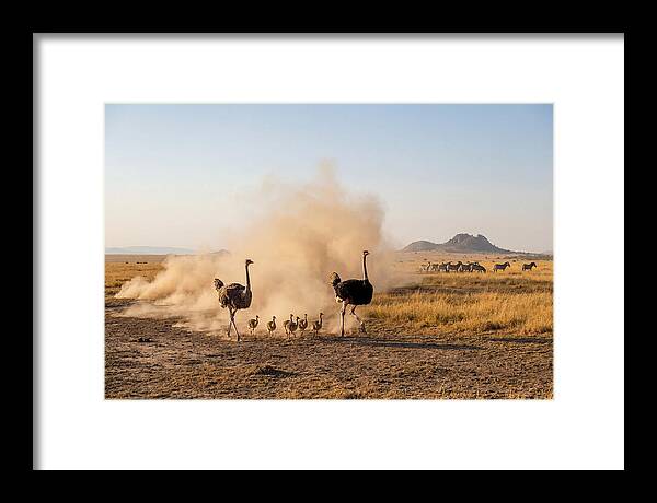 Ostrich Family On The Run