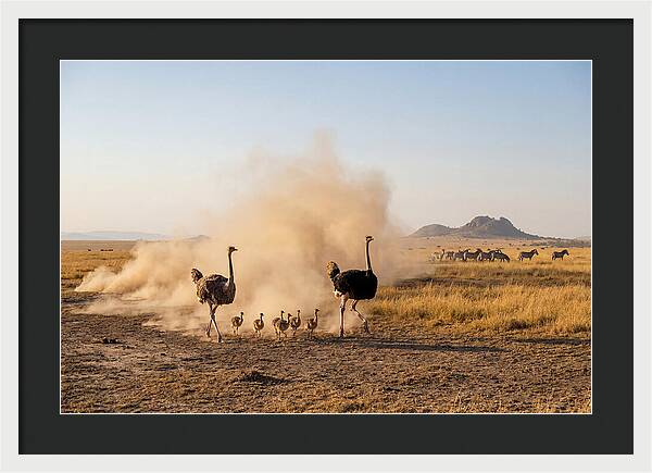 Ostrich Family On The Run