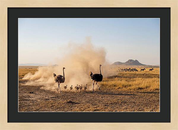 Ostrich Family On The Run