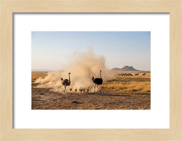 Ostrich Family On The Run