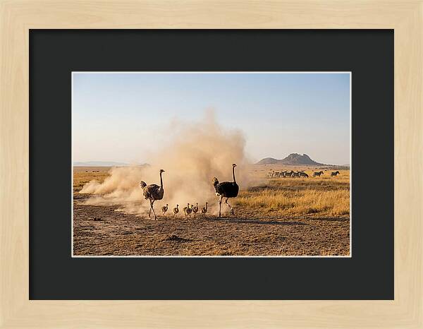 Ostrich Family On The Run