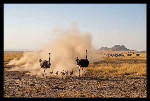 Ostrich Family On The Run