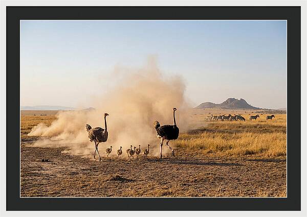 Ostrich Family On The Run