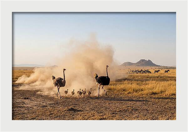 Ostrich Family On The Run