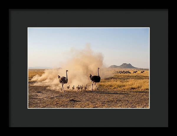 Ostrich Family On The Run