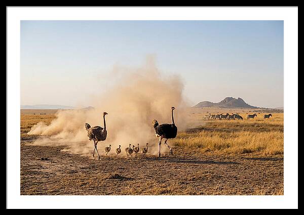Ostrich Family On The Run
