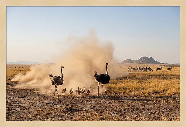 Ostrich Family On The Run