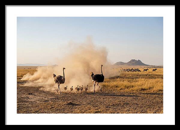 Ostrich Family On The Run