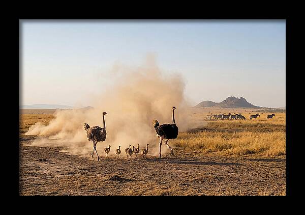Ostrich Family On The Run