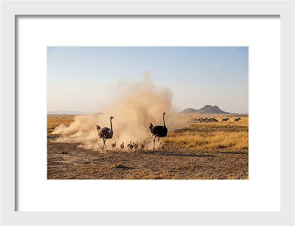Ostrich Family On The Run