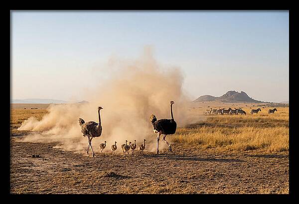 Ostrich Family On The Run