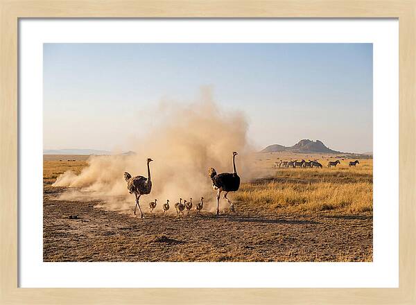 Ostrich Family On The Run