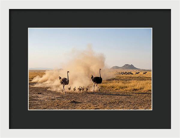 Ostrich Family On The Run