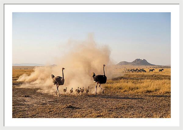 Ostrich Family On The Run