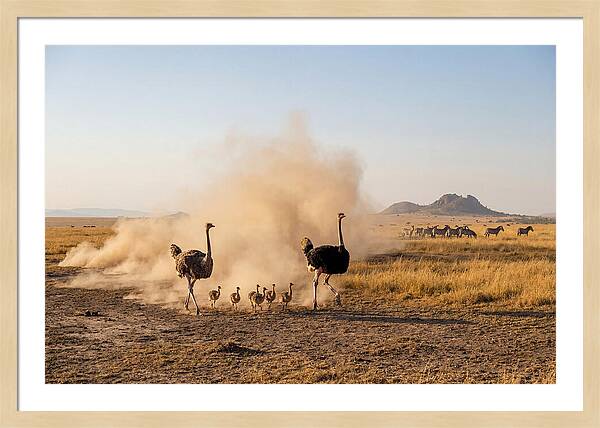 Ostrich Family On The Run