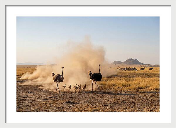Ostrich Family On The Run