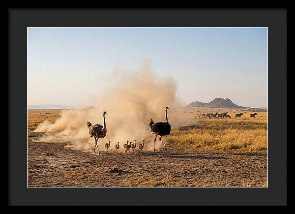Ostrich Family On The Run