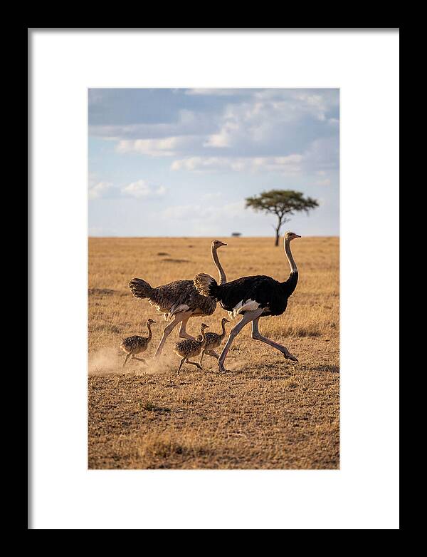 Ostrich Family Running Together