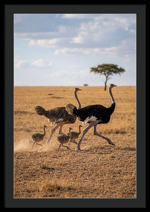 Ostrich Family Running Together