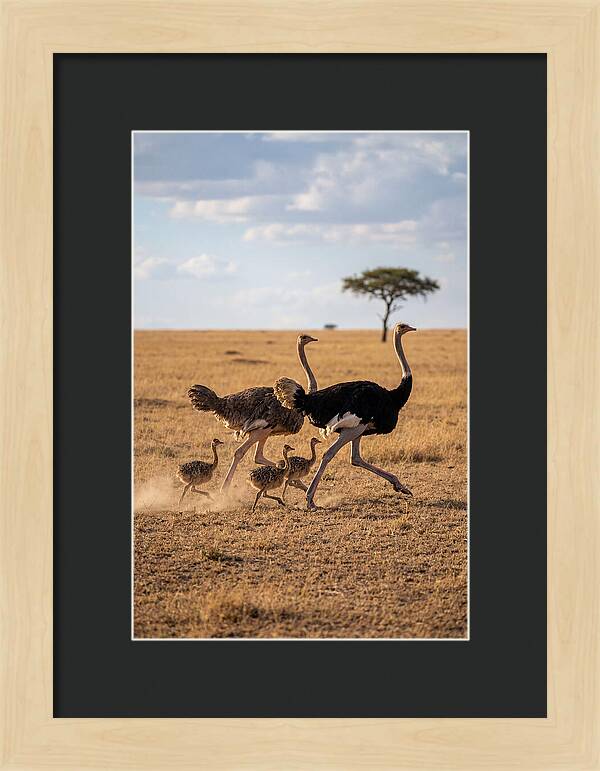 Ostrich Family Running Together