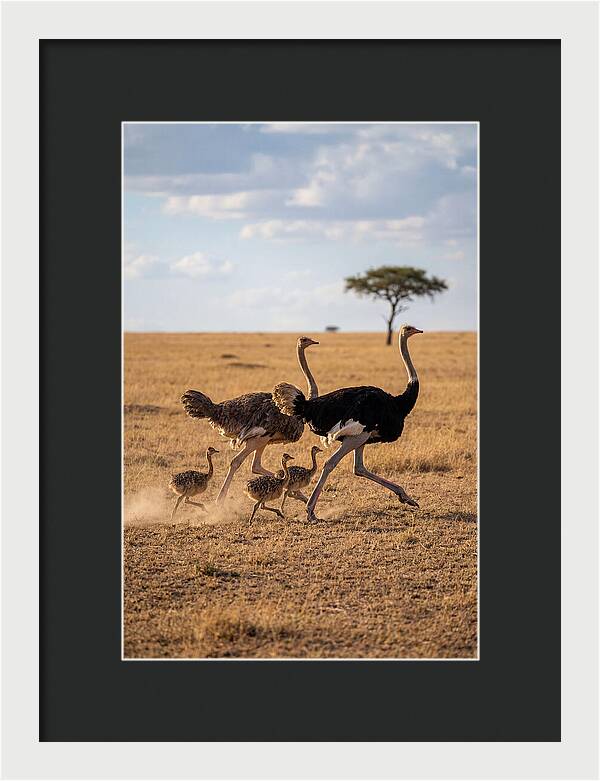 Ostrich Family Running Together