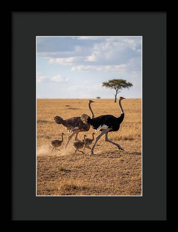 Ostrich Family Running Together