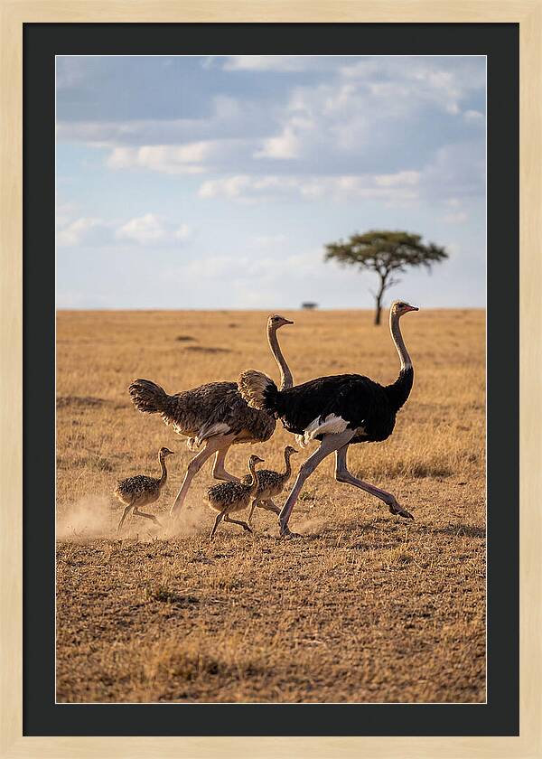 Ostrich Family Running Together
