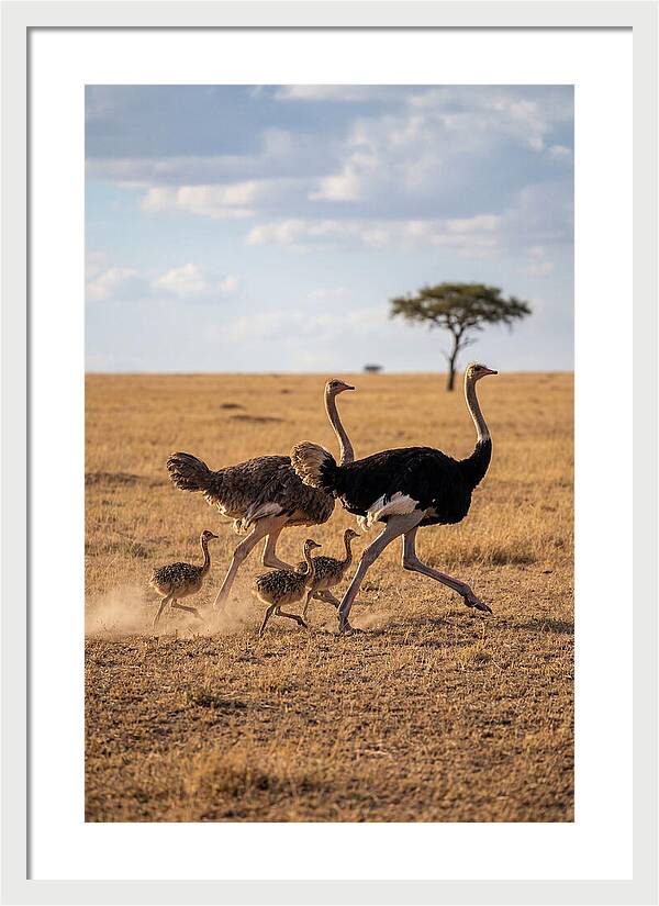 Ostrich Family Running Together