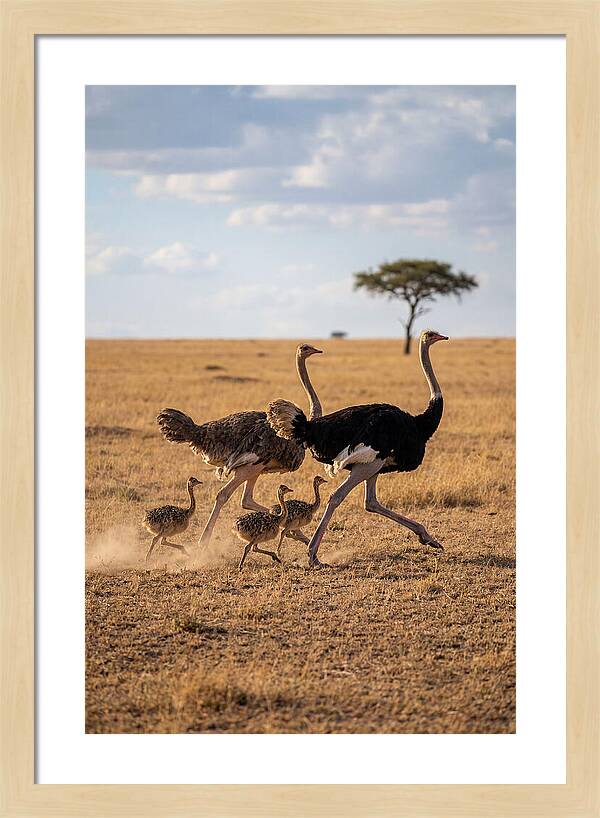 Ostrich Family Running Together