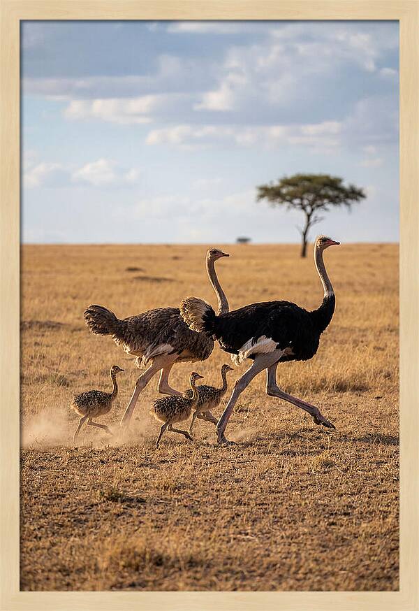 Ostrich Family Running Together