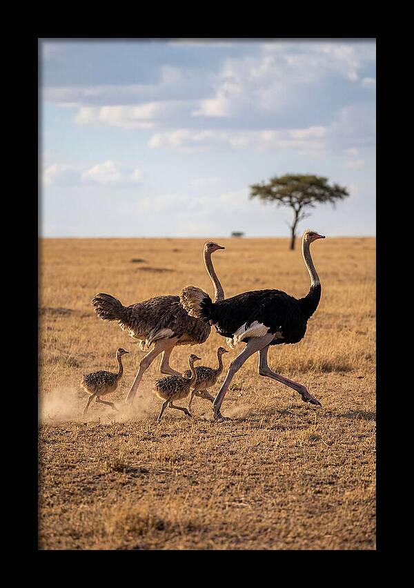 Ostrich Family Running Together