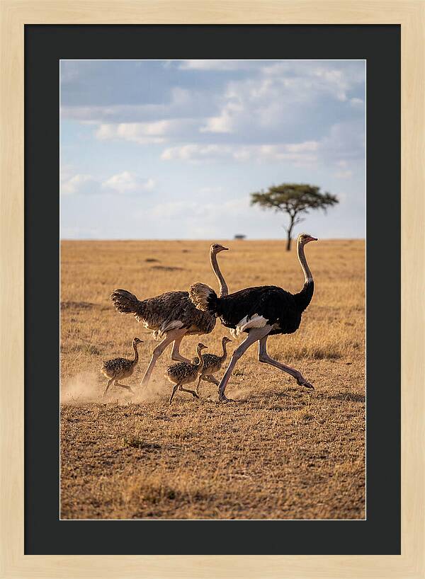 Ostrich Family Running Together