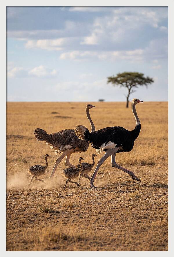 Ostrich Family Running Together