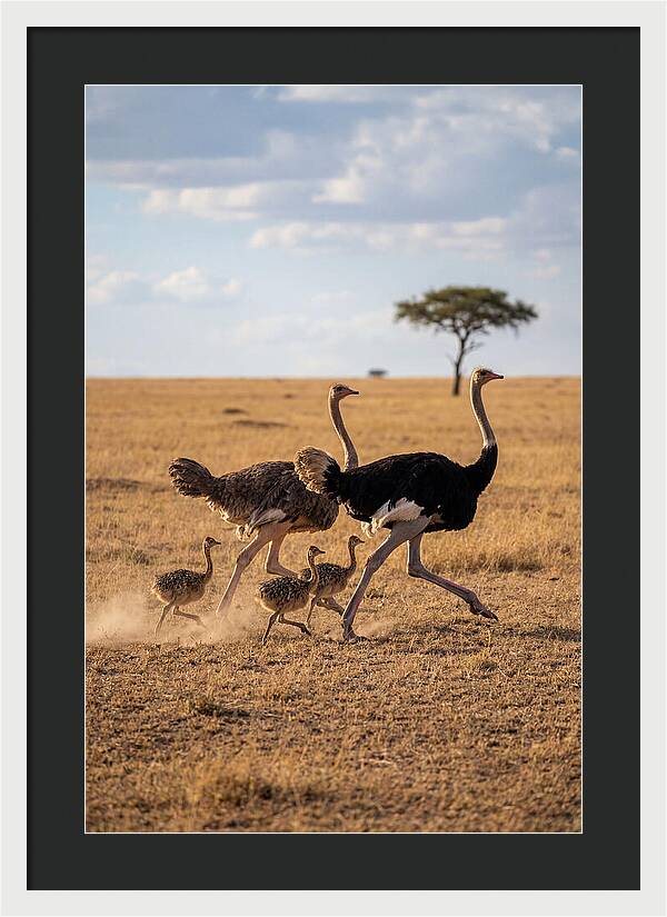 Ostrich Family Running Together