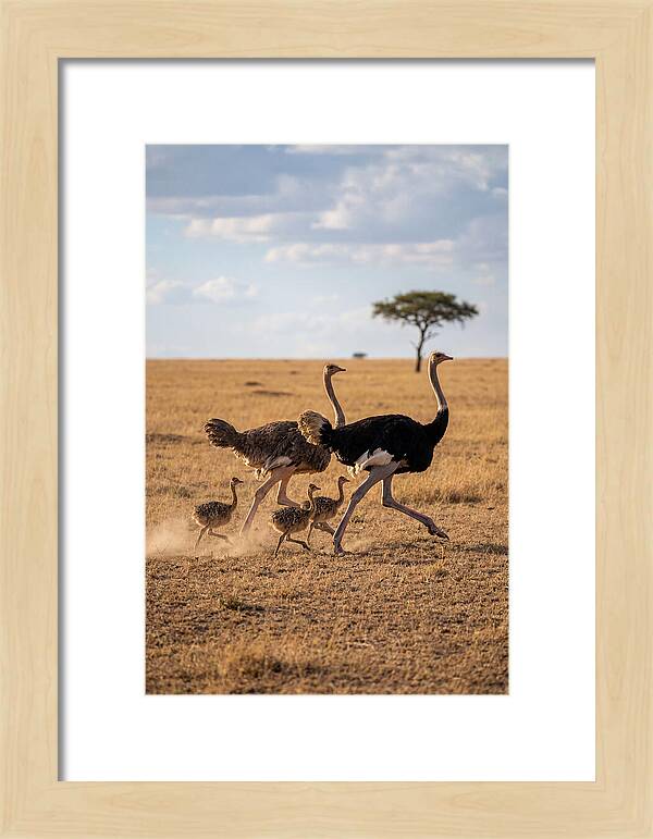Ostrich Family Running Together