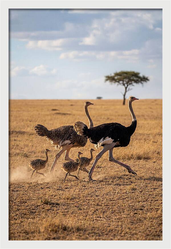 Ostrich Family Running Together