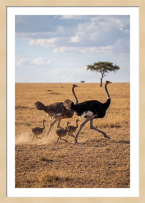Ostrich Family Running Together